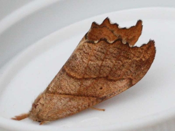 Falcaria lacertinaria 